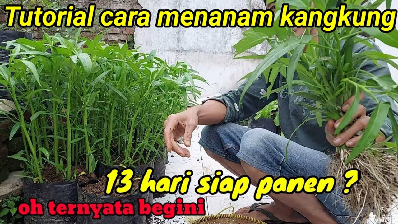 bongkar rahasia menanam kangkung 13 hari siap panen ? ternyata begini ..!