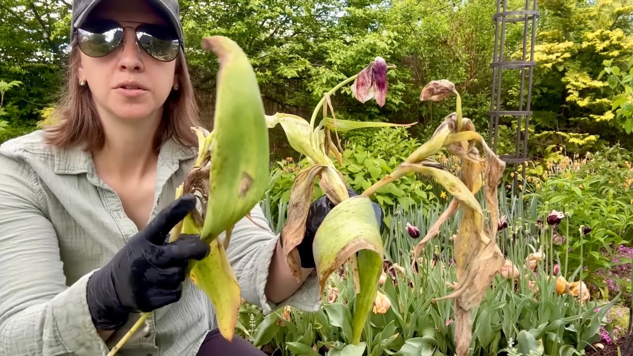 Tulip Fire, Tulip Basal Rot, Bulbs with Fusarium and Gummosis, Tulip Breaking Virus, Tulip Diseases