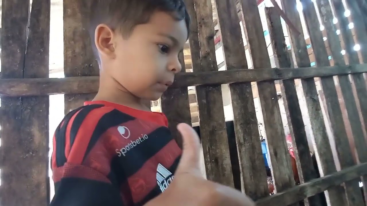 MOSTRANDO OS PINTINHOS DA GALINHA POLACA COM O GALO GSB (SANSÃO)
