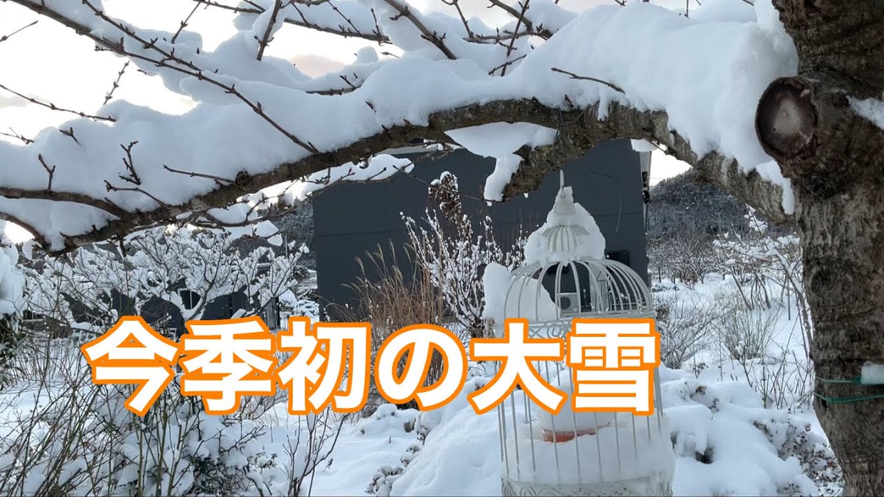 まるおの母　まるこの宿根草と低木の庭　2026 01 09 朝起きたら、雪が積もっていました☃️ 幸い晴れたので☀️雪かき免除🪏　今日も、野鳥観察。カシラダカがやってきました。他は、いつものメンバー
