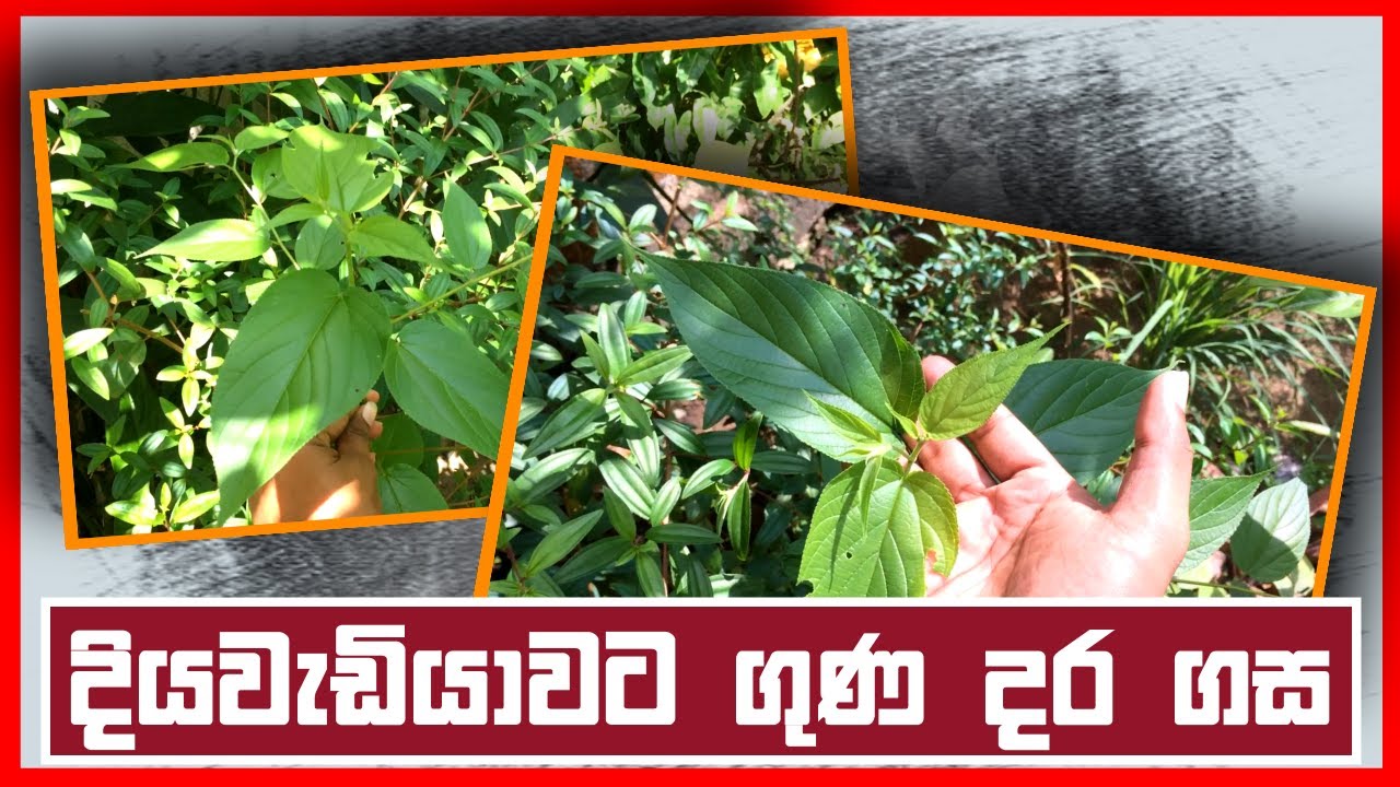ගැඩුඹ ගැන දැනන් හිටියද? - දියවැඩියාවට ගුණ අපූරු ගහ Gaduba Tree Sinhala - Gadumba