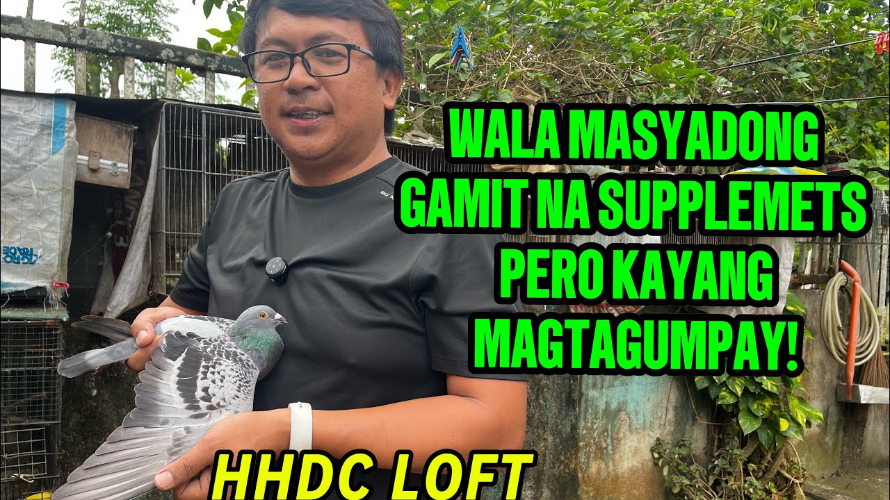 PARA MANALO DAPAT ALAMIN ANG TAMANG TIMING NG IBON “HHDC LOFT”