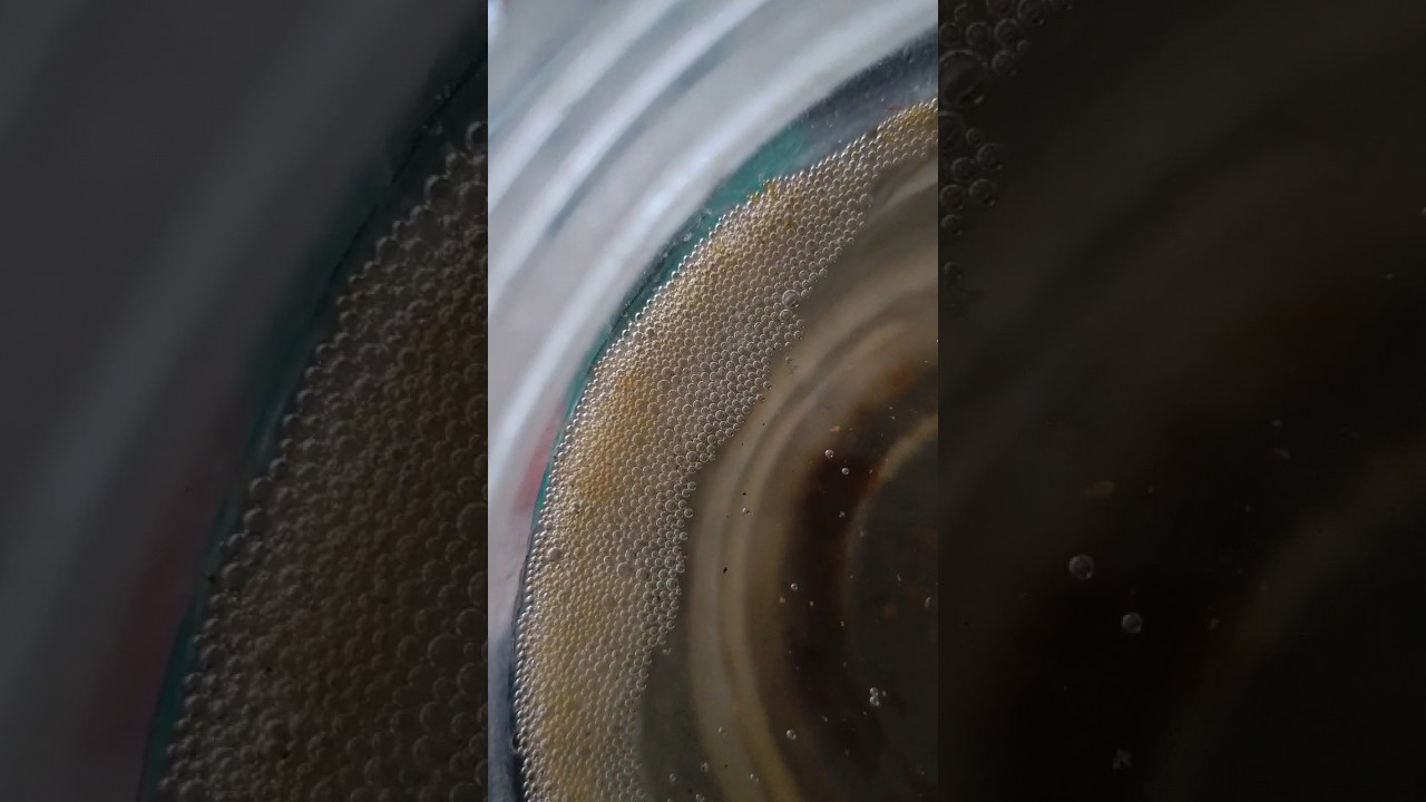 Day 1 :Anabas fish lays egg on top of water |#fish #shorts #fishegg