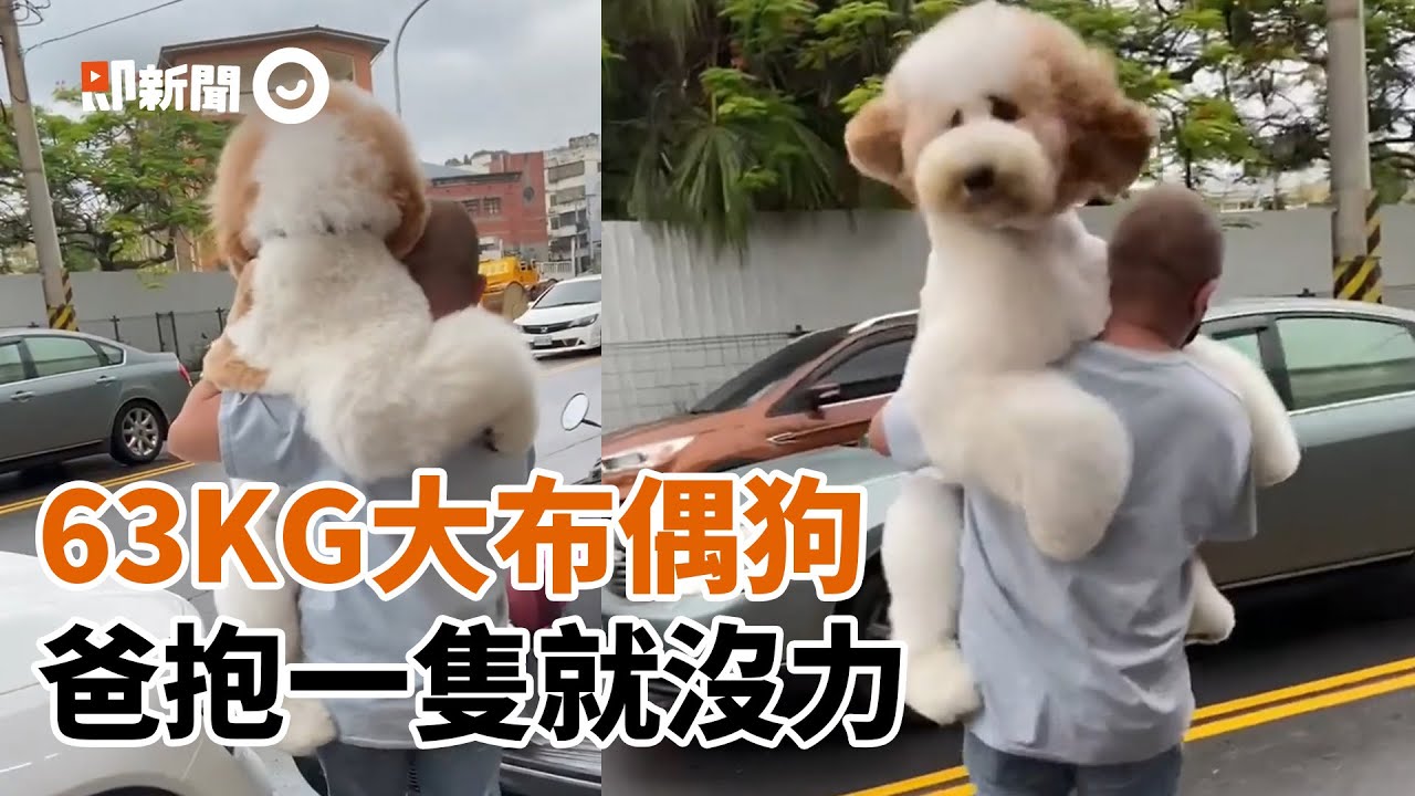 爸抱63公斤「巨型貴賓犬」上車　媽笑：抱一隻就沒力！｜寵物｜動物｜狗狗｜大型犬｜洗澡｜精選影片