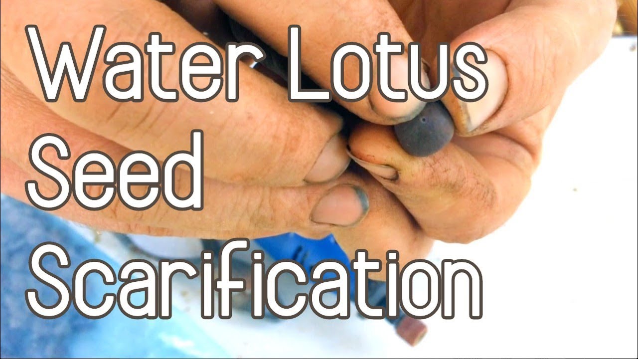 Water Lotus - Scarifying Seeds