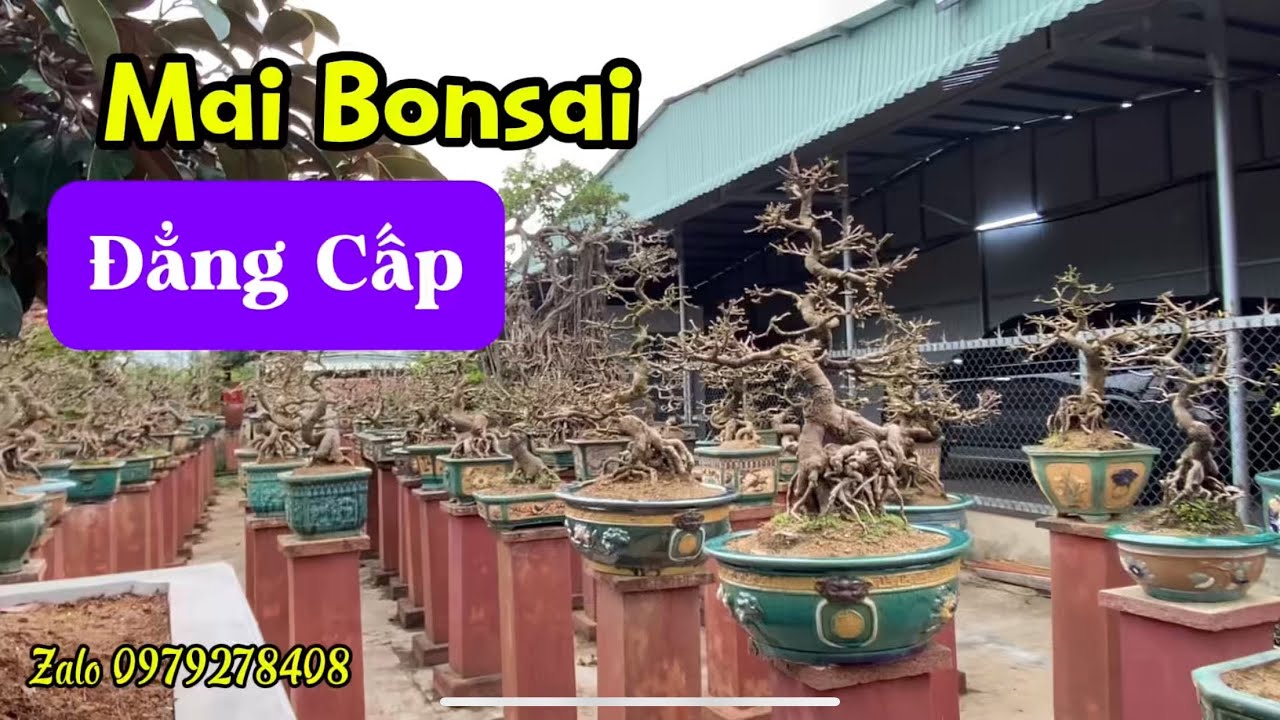 Vườn Mai Bonsai Đẳng Cấp Với Nhiều Cốt Mai Siêu Già Lên Xù Cóc 