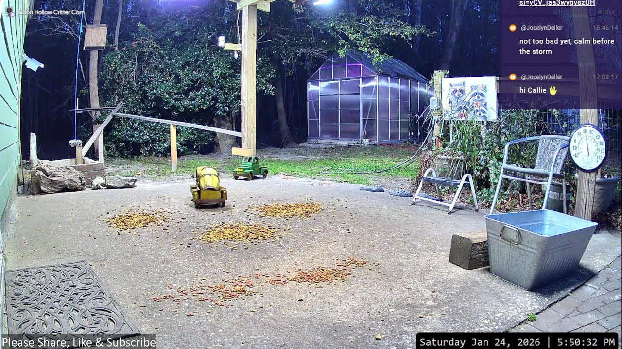 DAYTIME LIVE with cats, birds, squirrels JAN 24, 2026