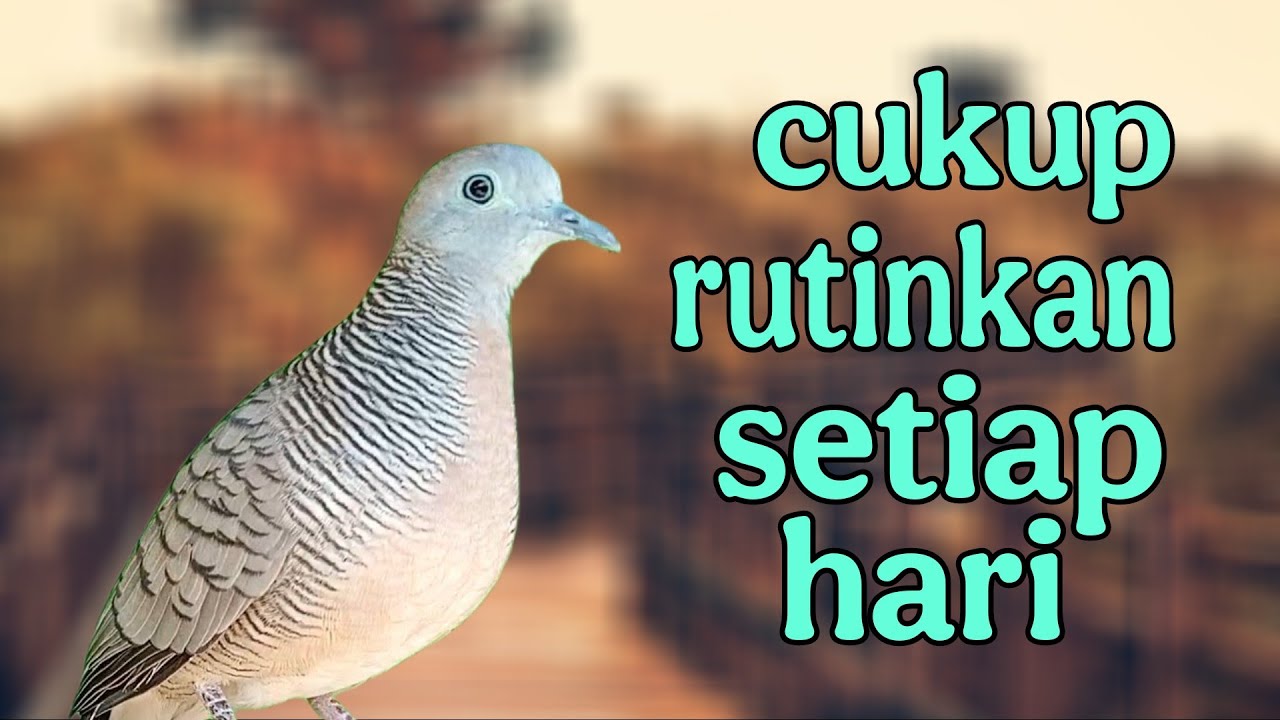 Perkutut lokal gacor, cukup rutinkan suara ini dijamin perkutut langsung ramai