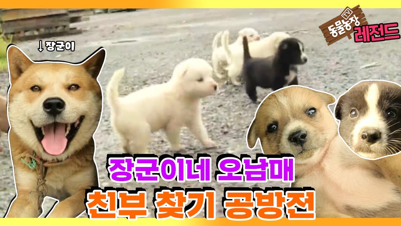 [TV 동물농장 레전드] &lsquo;장군이네 오남매 친부 찾기&rsquo; 풀버전 다시보기 I TV동물농장 (Animal Farm) | SBS Story