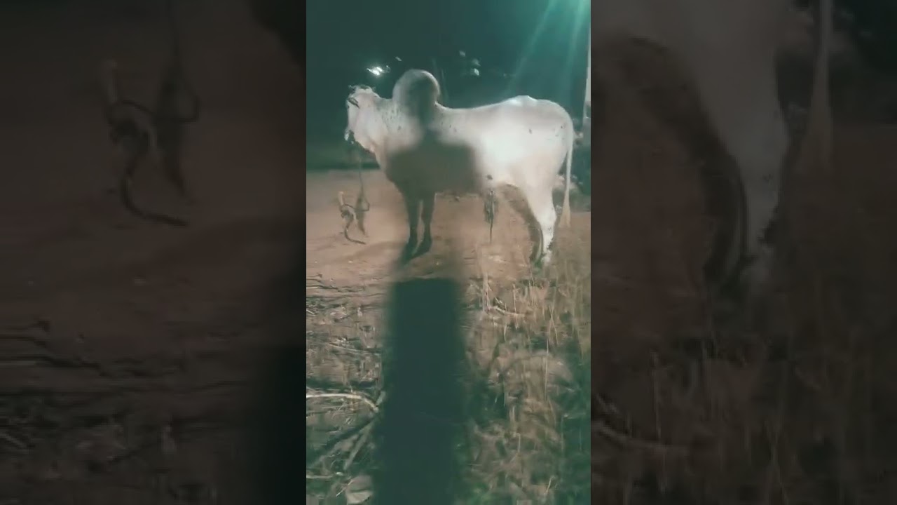 big fatehjangi bull of bcf available for qurbani 2022 #shorts #domailmandi