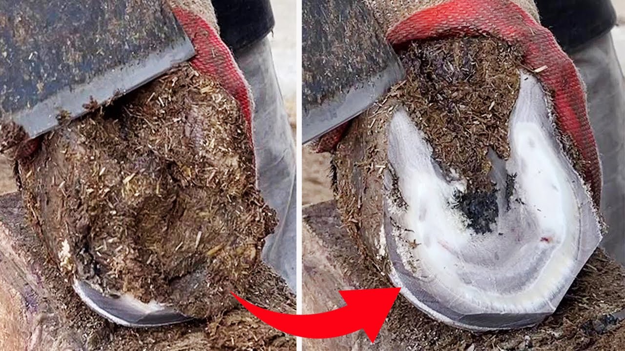 Master repairs donkey hoofs, process decompression! 【Black Donkey Prince & ASMR hoof】