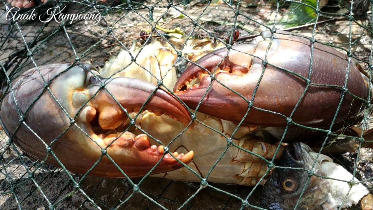 PANEN KEPITING MENGGUNAKAN BUBU DI TAMBAK TRADISIONAL TARAKAN KALIMANTAN UTARA