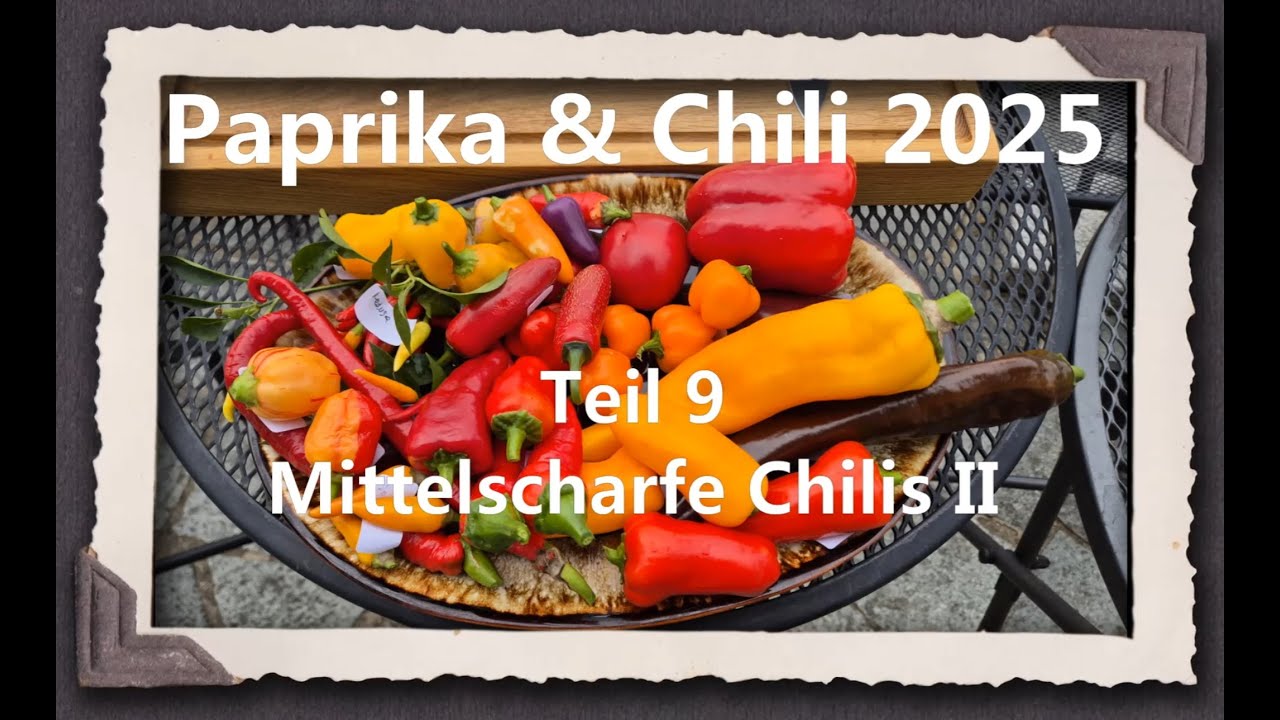 Paprika & Chili 2025 Teil 9 - Mittelscharfe Chilis II