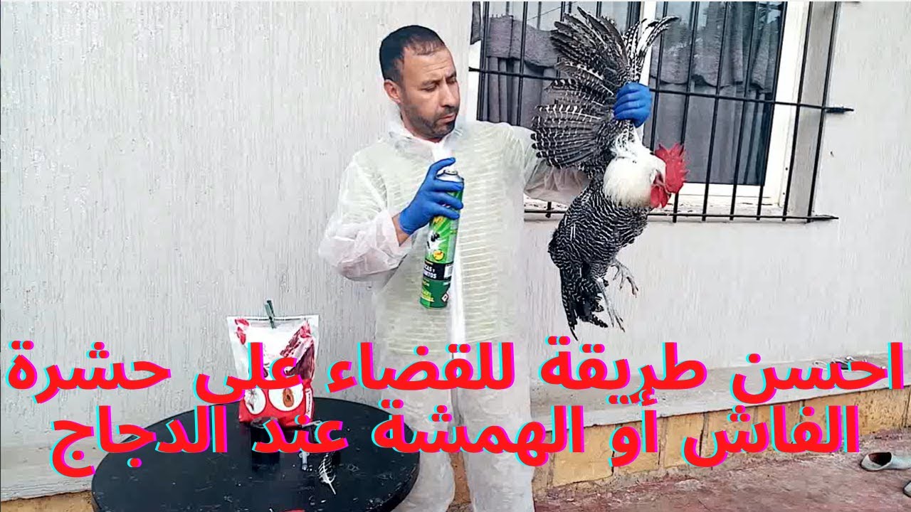 احسن طريقة للقضاء على حشرة الفاش أو الهمشة عند الدجاج