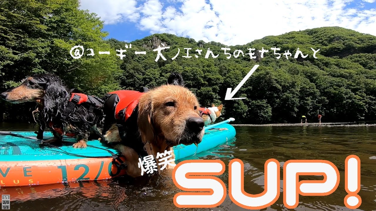 落ちたり！落とされたり！今年初SUPは笑いと可愛いが大渋滞