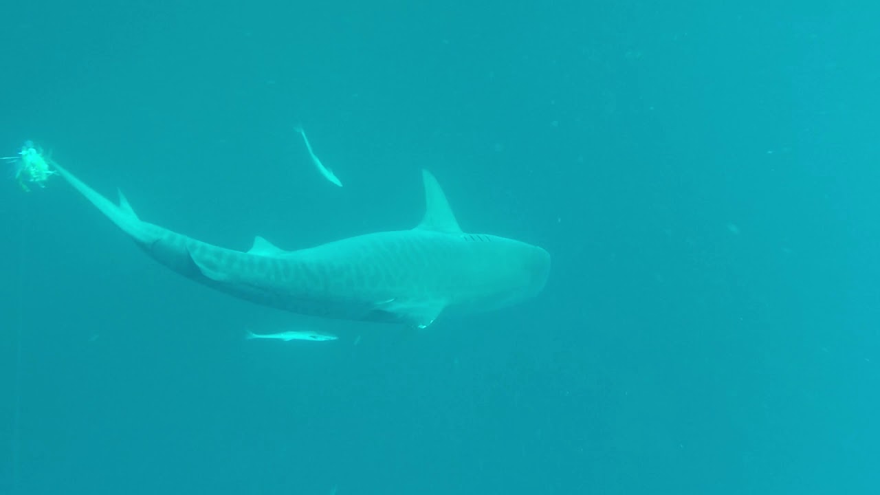 Spearfishing Leven Point, Cape Vidal