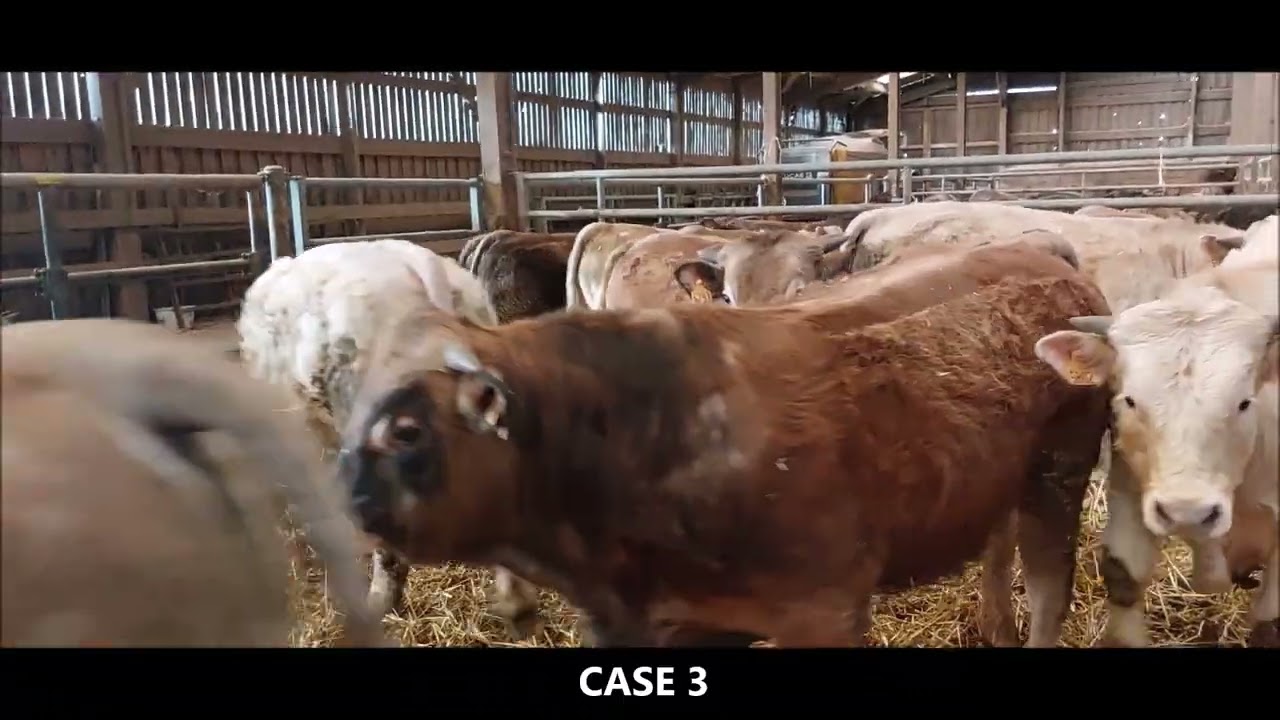 VENTE VIDEO DE 62 BROUTARDS AUBRACS ET CROISES MARDI 2 FEVRIER 2026 A SICAFOME