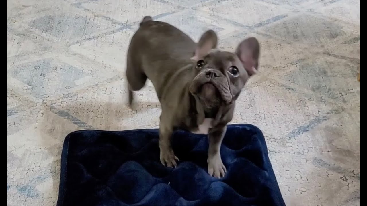 Frenchie Puppy at mealtime