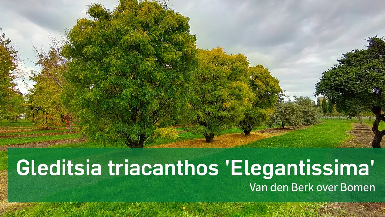 Gleditsia triacanthos 'Elegantissima'  - Van den Berk over Bomen