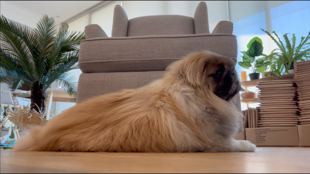 HOW TO CUT PEKINGESE HAIR WITH CLIPPERS? Dannica’s Lifestyle