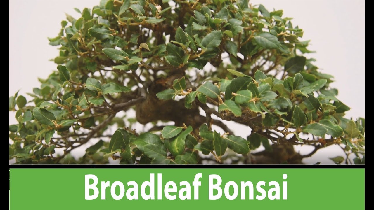 Broadleaf Bonsai Bonsai  Europa 2017,  Chinese Elm, Japanese Maples, Trident Maple bonsai trees #195