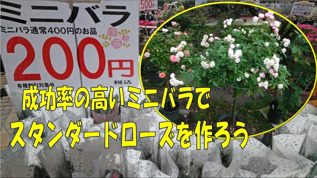成功率の高いミニバラで、スタンダードローズを作ろう