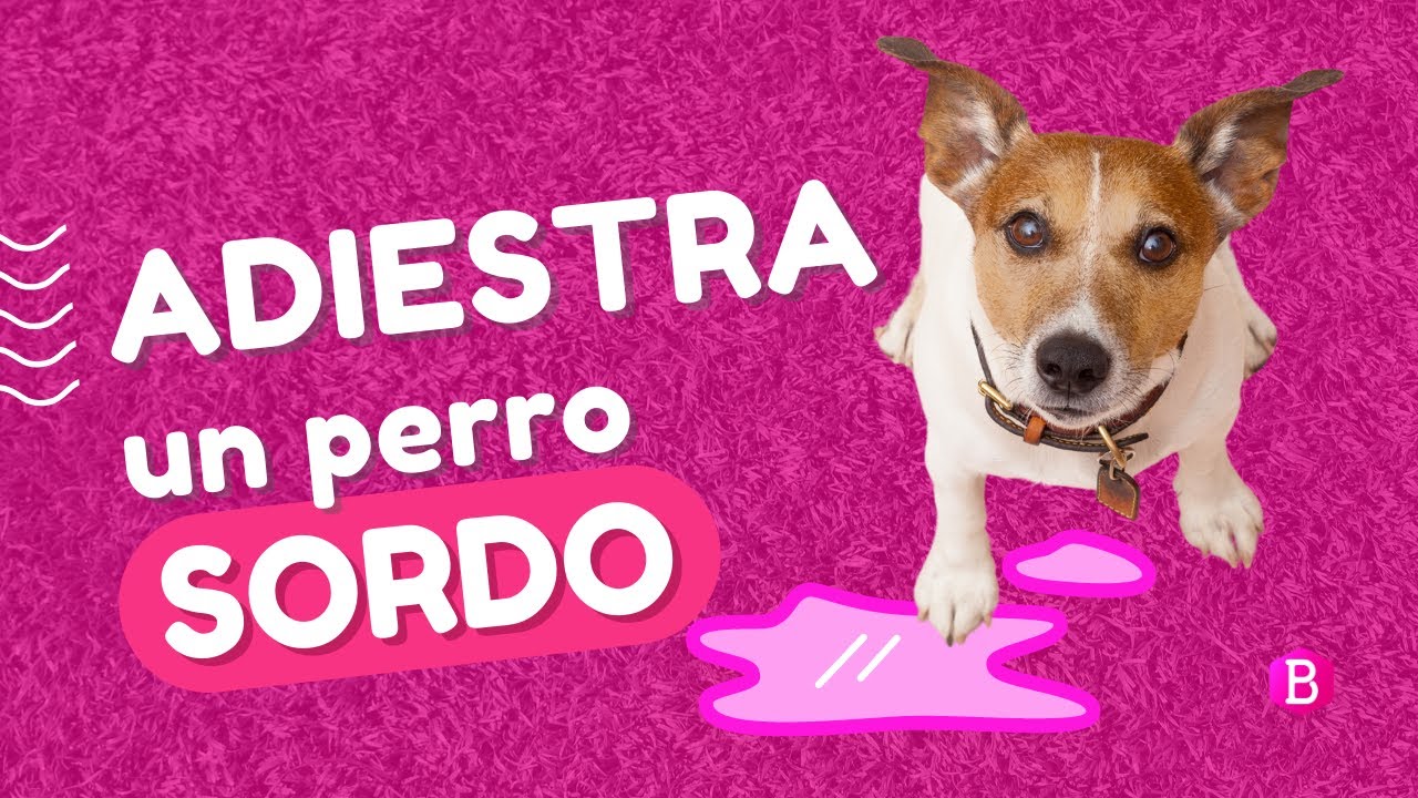 Cómo ADIESTRAR un PERRO SORDO 🐕