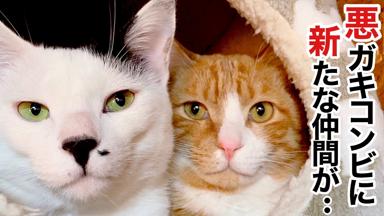 里親みつからず 悪ガキコンビに仲間入りした保護子猫