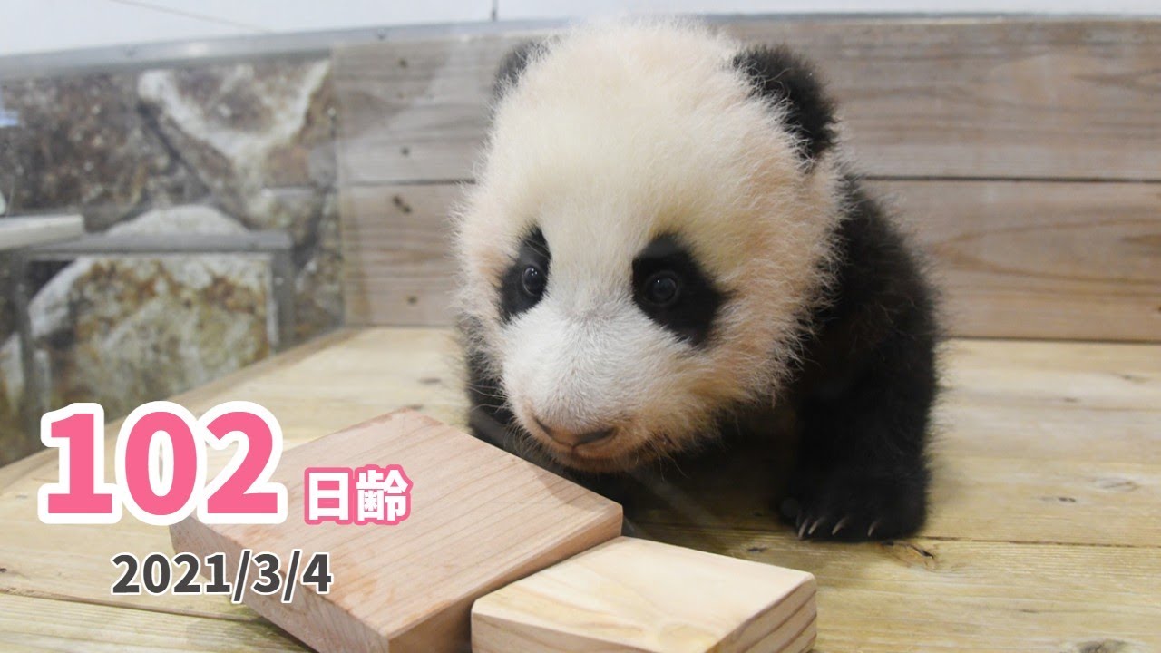 【パンダの赤ちゃん】お気に入りのおもちゃに★（102日齢）