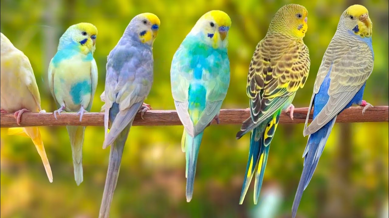 11 Hours of Budgie Best Friends - Mango and Chutney - Singing and Talking Sounds