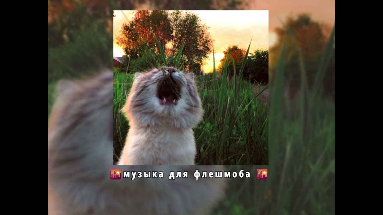Музыка для флешмоба #актив #для #музыка #флешмоб #музыкадляфлешмоба