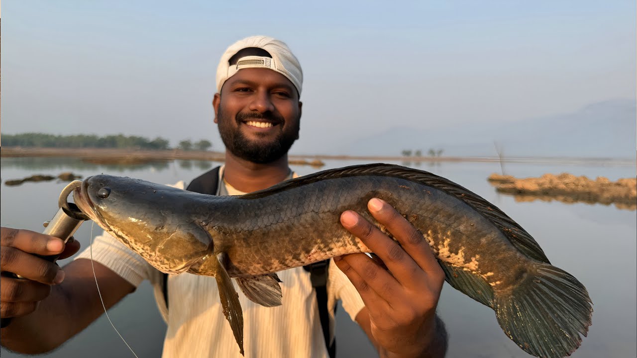 Chasing Snakeheads | விரால் மீன் பிடித்து சமைக்க போறோம் 👌