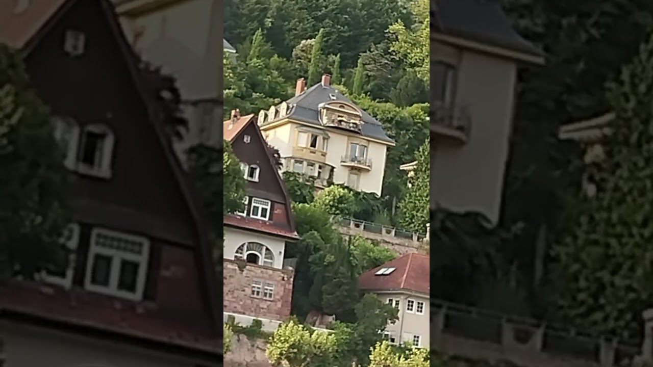 Life in Germany. A boat trip on the Neckar river in Heidelberg. #tram #travel #birds #germancity