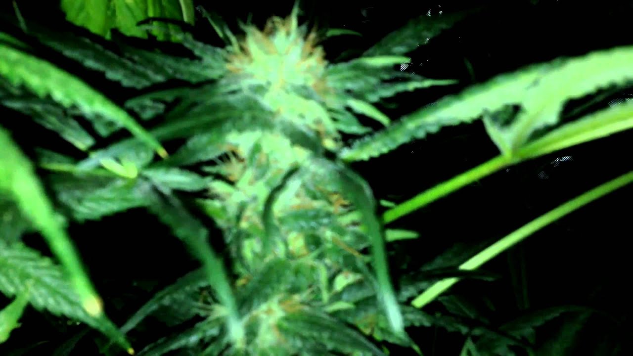 Sensi Star... Week 6 12/12 (Paradise Seeds)