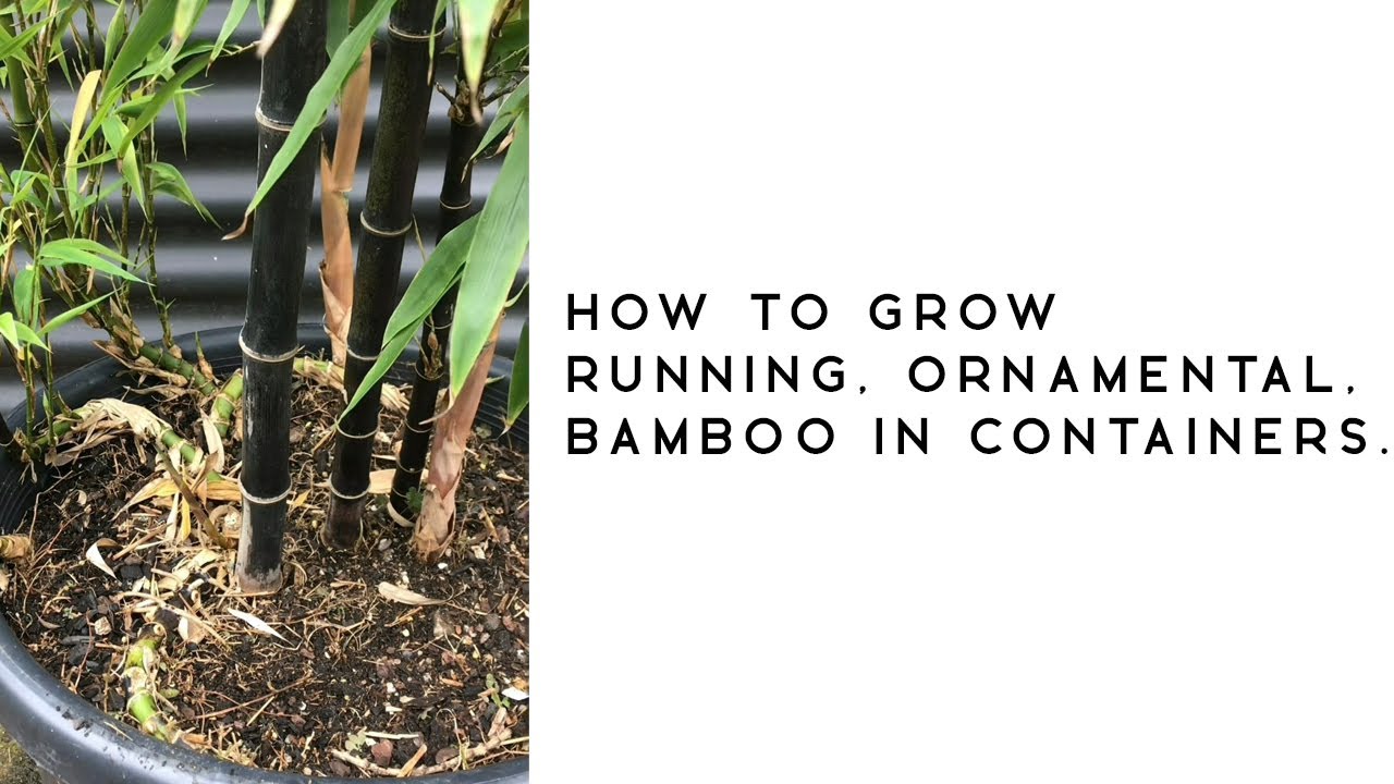 How to grow running, ornamental, bamboo in containers