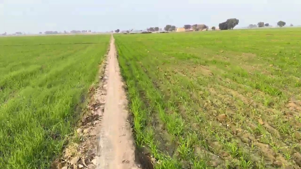 Beautiful Village Life | Beautiful Field | Pakistan