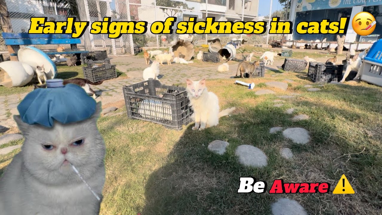 How to identify a sick cat | The Crazy Cats Project 🐱