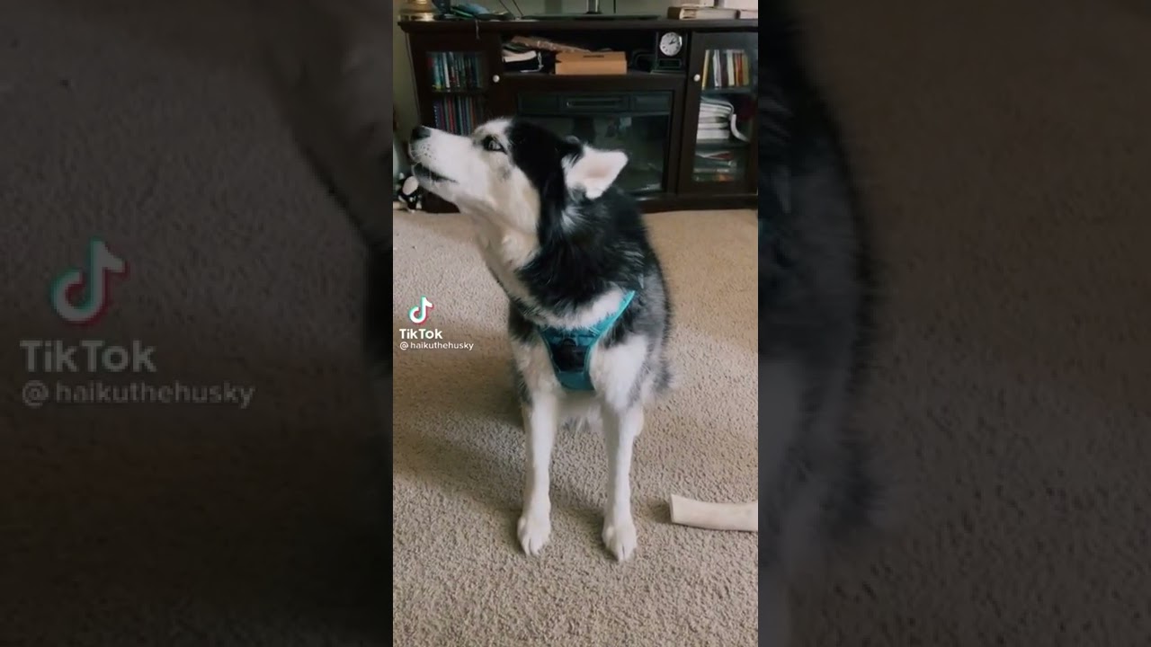 Estoy cantando 🤩 - #shorts #perros #mascotas #comedia #mexico #cantar #voz