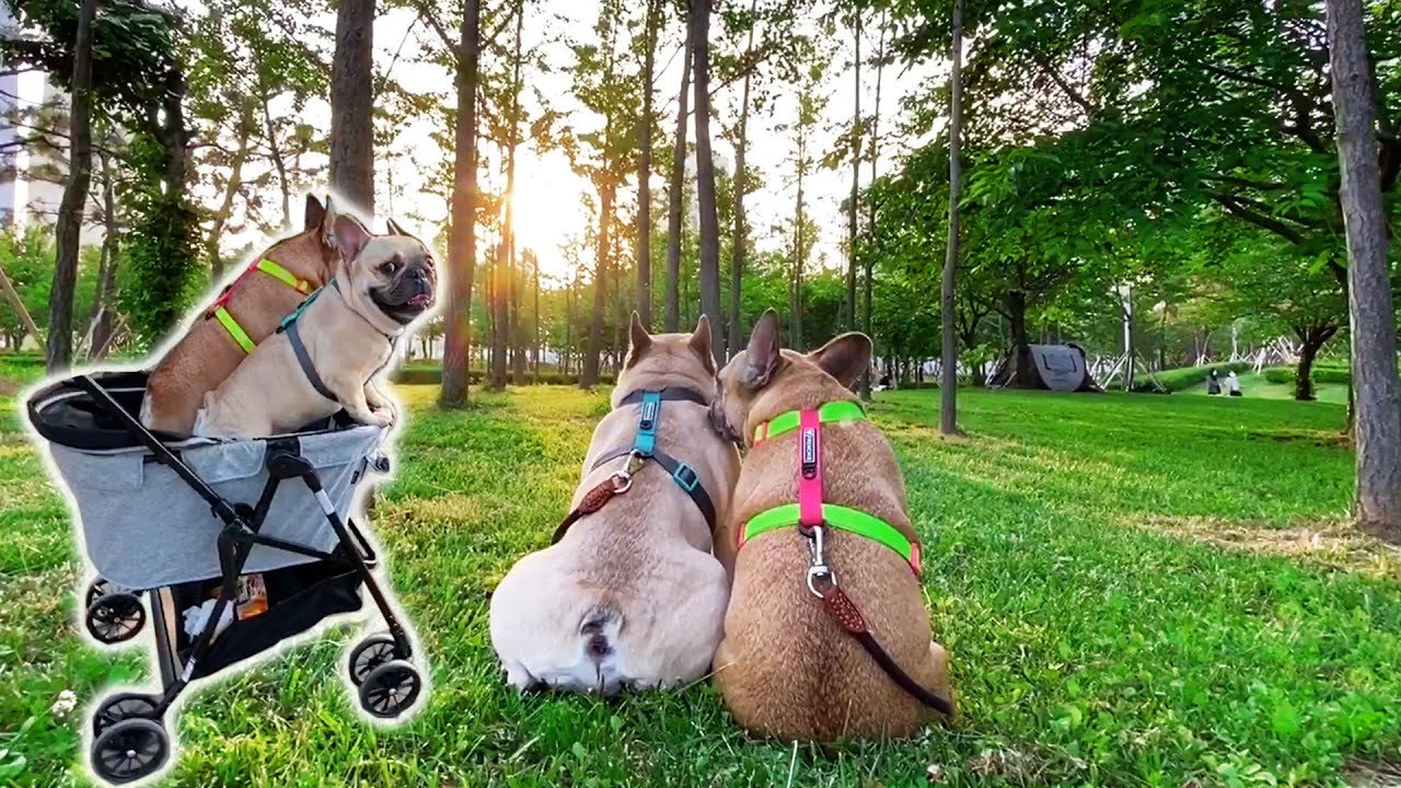 French Bulldogs Visit Central Park To See Puppies And Deer 😮 | WARNING CUTENESS OVERLOAD