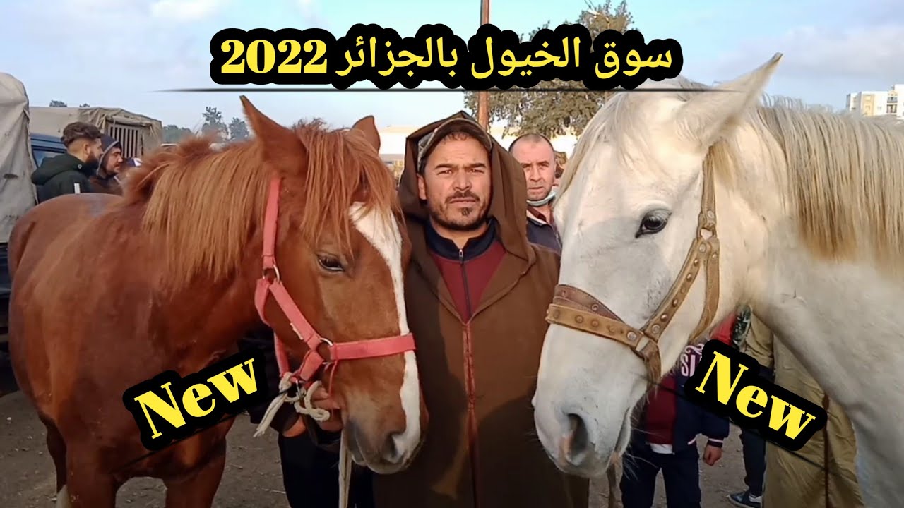 إهتياج فرس بسوق الخيول وركلها للزوارها على المباشر ./ سوق الخيول بالجزائر 2022 / البليدة # الأربعاء#