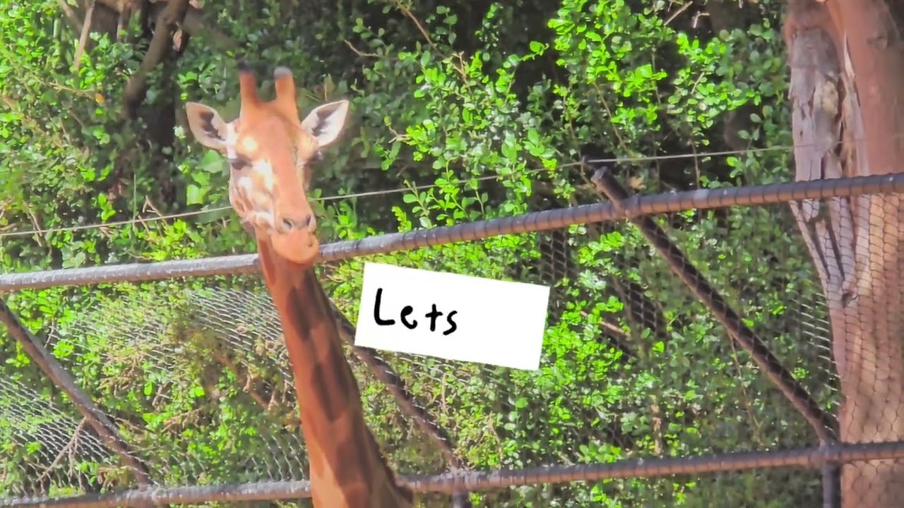 Three Giraffe on peacefulwalk #peaceinprogress #viralvideo #video #hit 