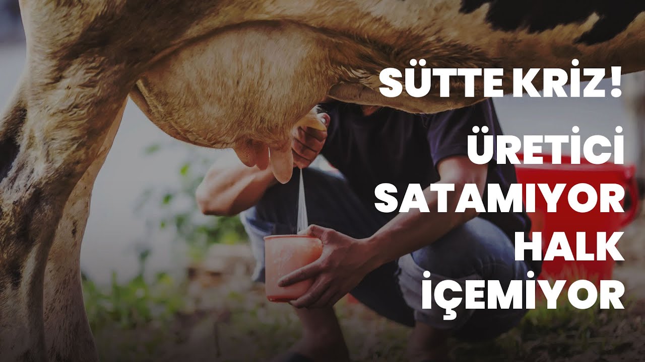 Süt krizi: Üretici satamıyor, halk içemiyor... CHP'li Gürer ile sütteki krizi konuştuk