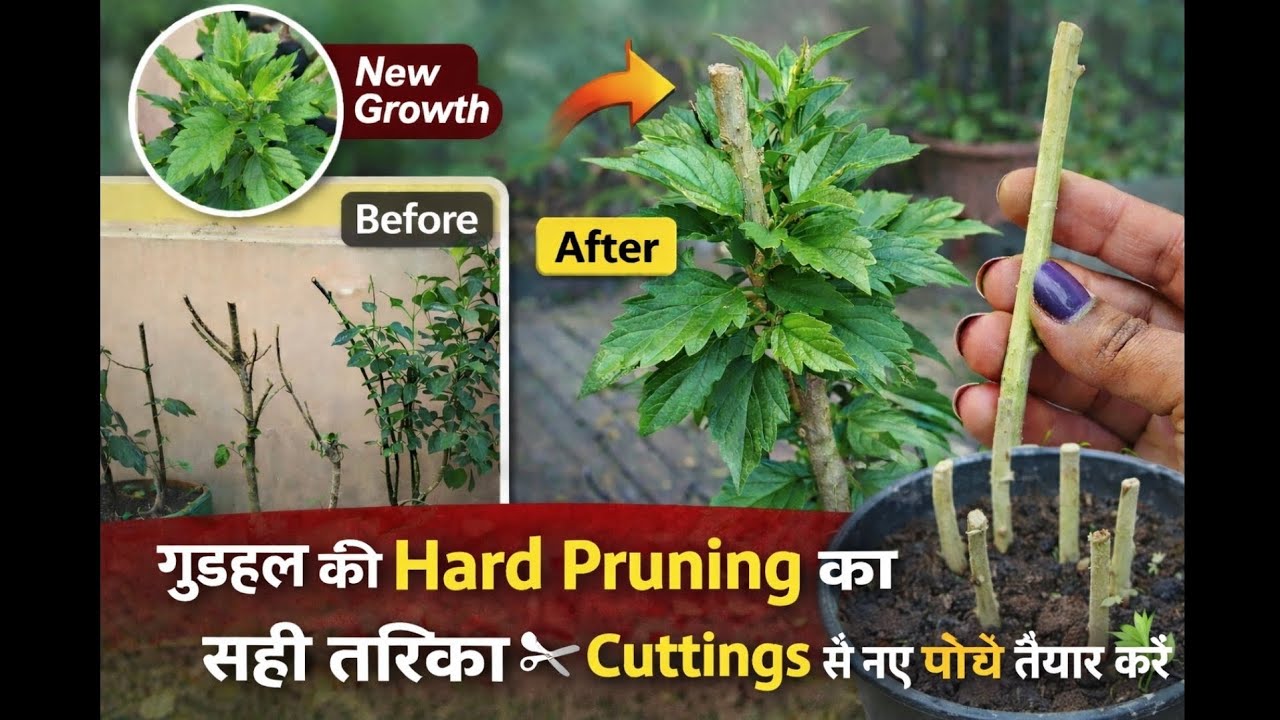Gudhal ki hard pruning kaise kare/cuttings se naye plants kaise taiyar kare/set by step full guide