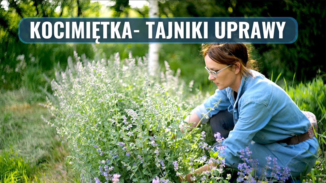 Zachwycająca Długo kwitnąca Bylina, którą powinieneś mieć we własnym Ogrodzie! Kocimiętka!