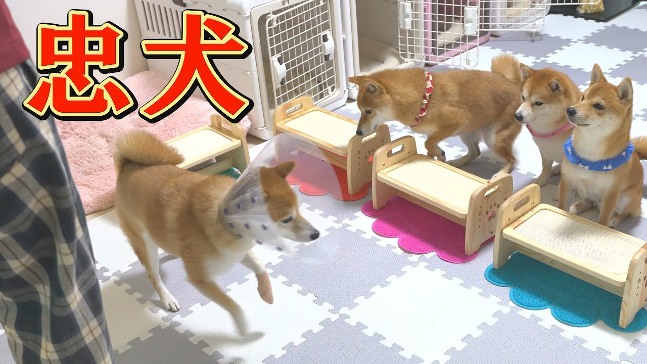 足をケガしているのに、毎日のルーティンを守ろうとする柴犬にジーンときました