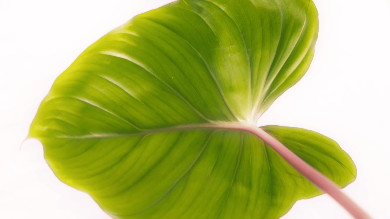 Homalomena
