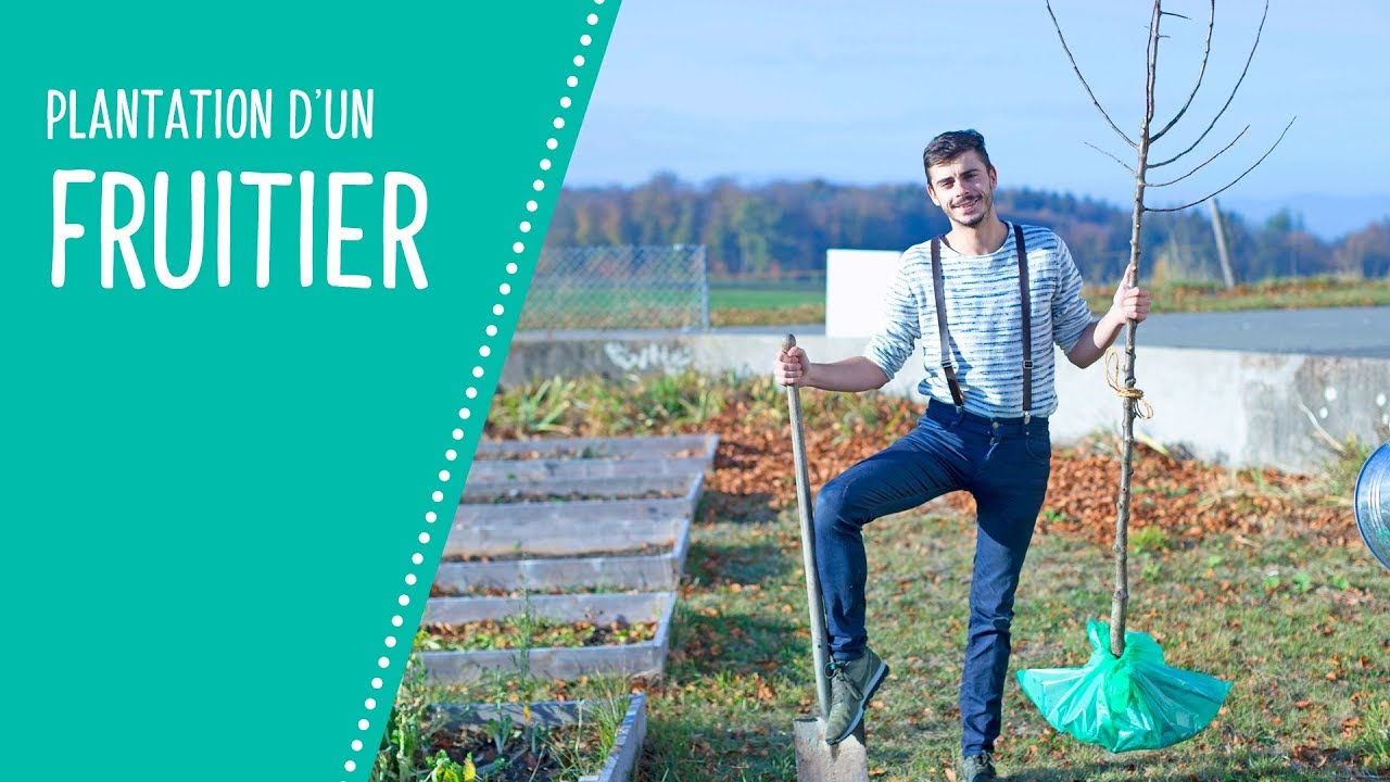 Comment planter d'un arbre fruitier