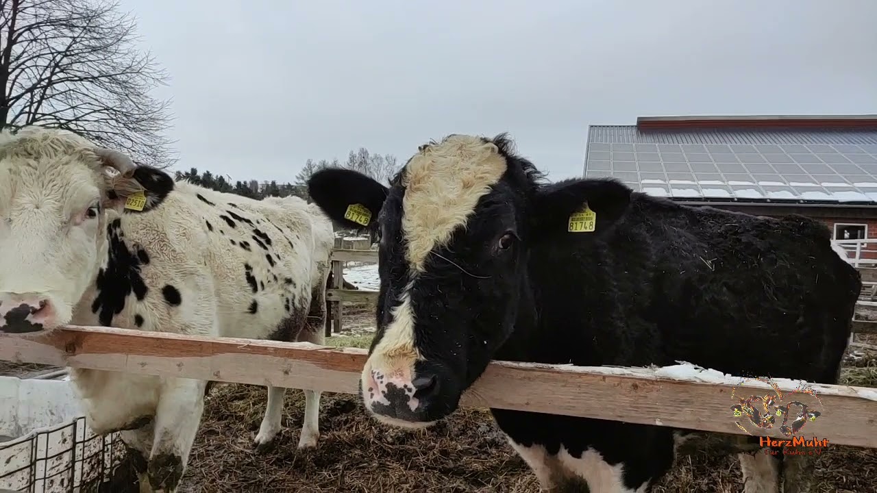 Pflegestelle für den Verein Tierparadies MUHrielle