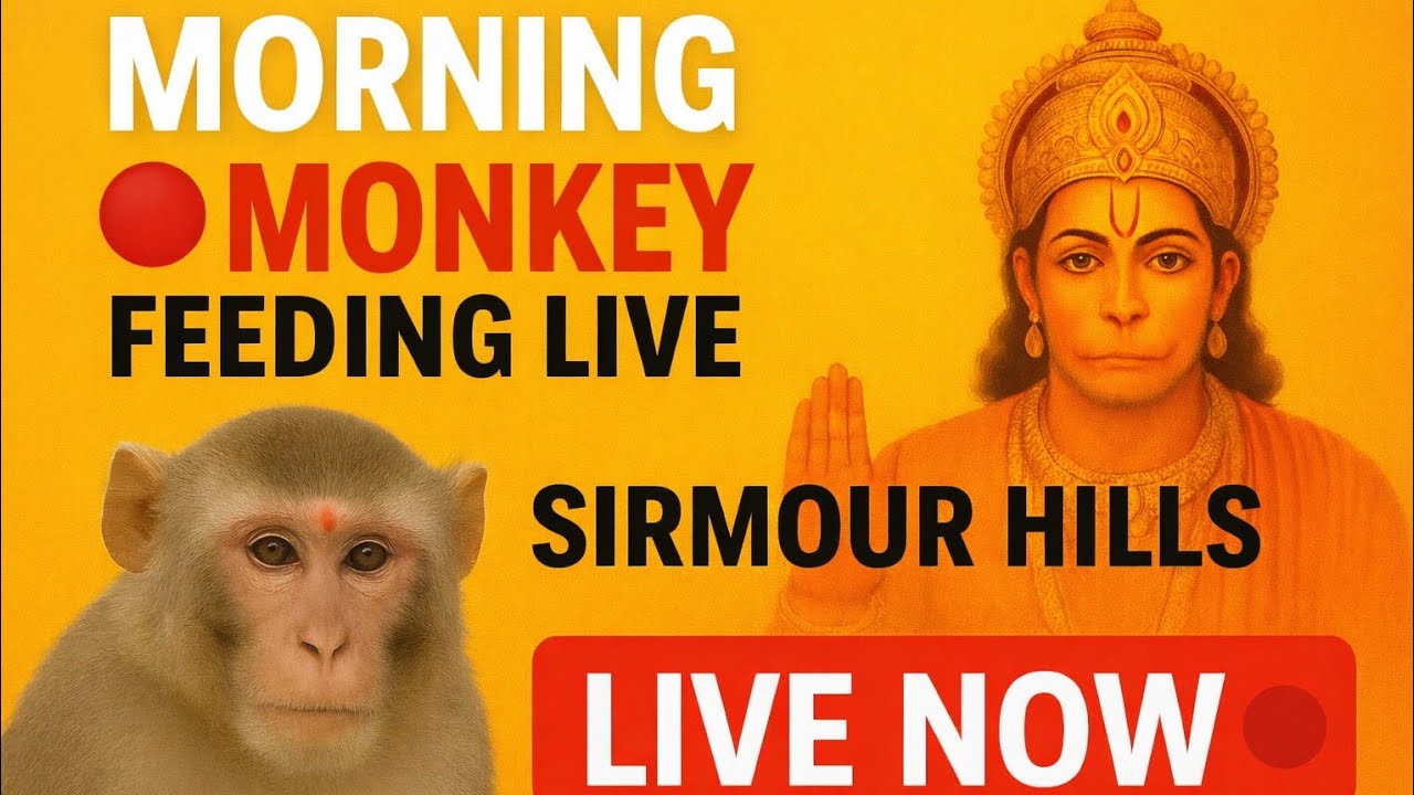 “Evening Monkey Feeding vlog  | Sirmour Hills Paonta Sahib | Bhakti Marg Hanuman | 