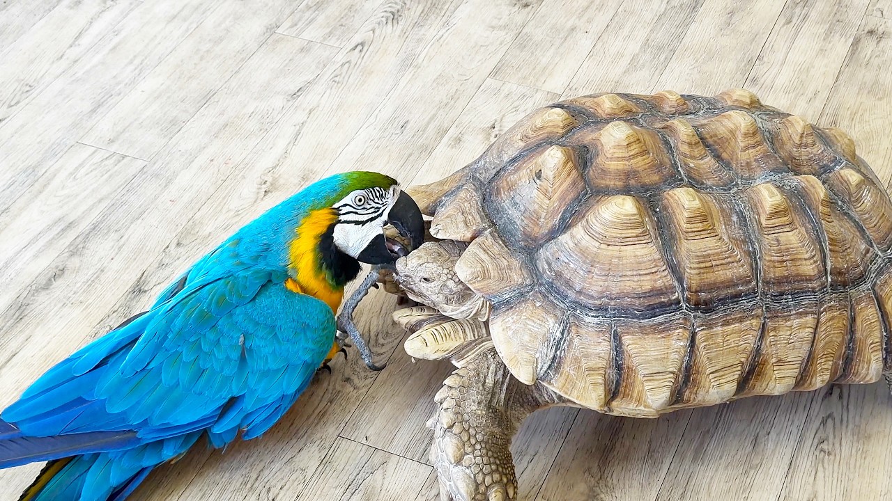 Baron the parrot has a new friend - a turtle. У попугая Барона появился новый друг-черепаха.
